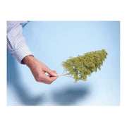 Noch 07142 Leaves Light Green 50g