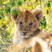 Ravensburger 05666-8 Panda Lion And Tiger 3x 49pc Kids Jigsaw Puzzle