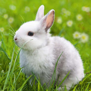 Ravensburger 08041-0 Cute Bunnies Puzzle 3x 49pc Kids Jigsaw Puzzle