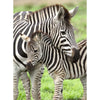 Ravensburger 12948-5 Zebra Love 300pc Jigsaw Puzzle