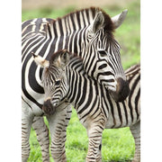 Ravensburger 12948-5 Zebra Love 300pc Jigsaw Puzzle