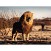 Ravensburger 17107-1 Lion King Of The Animals 1500pc Jigsaw Puzzle