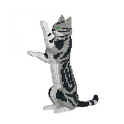 Jekca ST19ASC05-M01 American Shorthair Cat 05S-M01