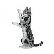 Jekca ST19ASC05-M01 American Shorthair Cat 05S-M01