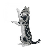 Jekca ST19ASC05-M01 American Shorthair Cat 05S-M01