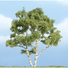 Woodland Scenics TR1601 Birch Premium Trees