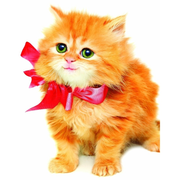 Eurographics 20580 World of Cats 2000pc Jigsaw Puzzle