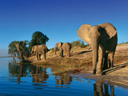 Heye 29595 Thirsty Elephants 1000pc Jigsaw Puzzle